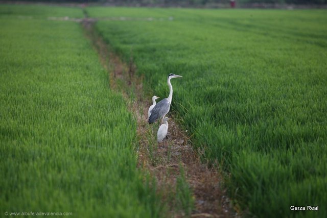 albufera-garza-real