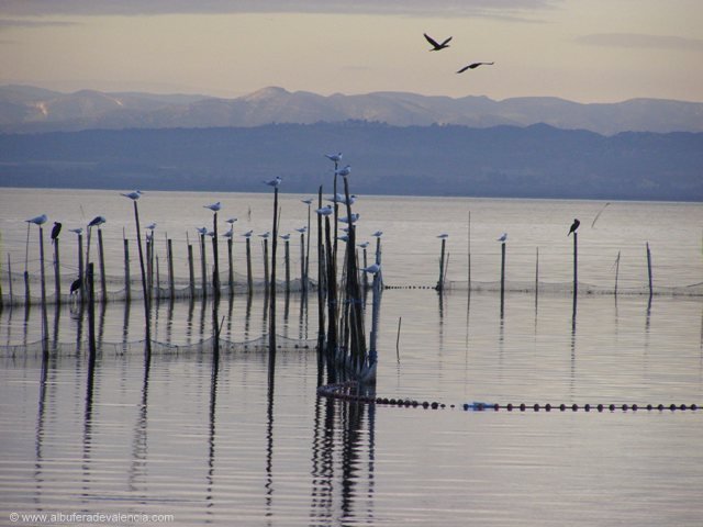 albufera-lago