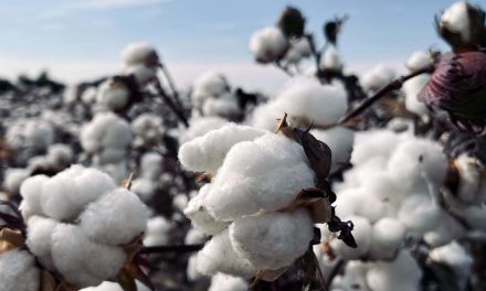 El algodón: la rosa blanca del sur