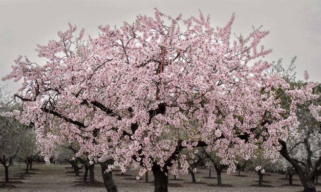 El Almendro (Amygdalus communis)