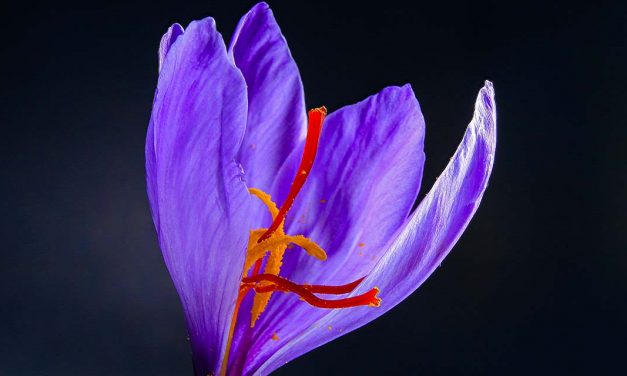 La flor de Madridejos