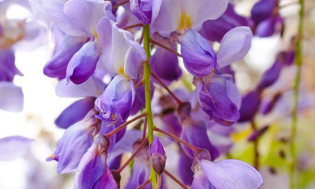 La glicinia (Wisteria sp)