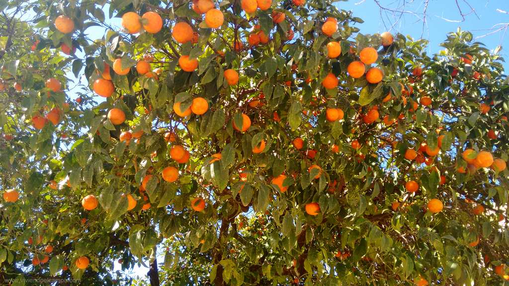 ramas naranjas
