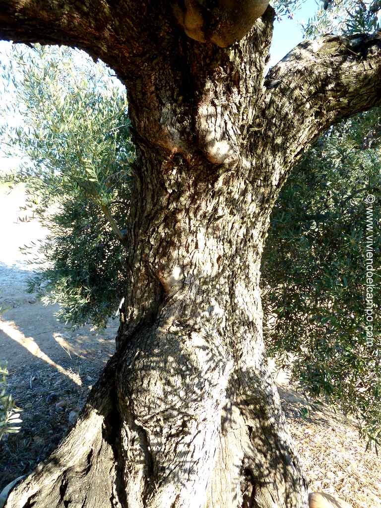 tronco olivo
